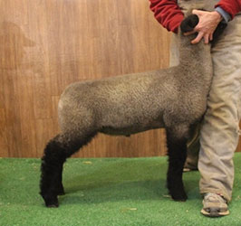 Online Sheep Sale Results - Show Stock Planet