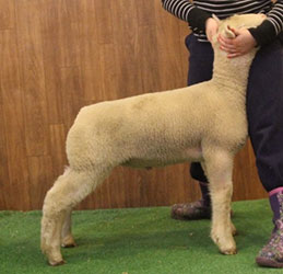 Online Sheep Sale Results - Show Stock Planet