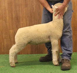 Online Sheep Sale Results - Show Stock Planet