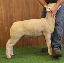 Online Sheep Sale Results - Show Stock Planet