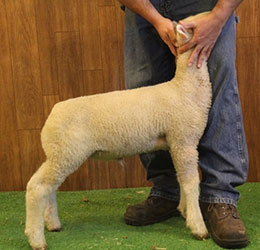 Online Sheep Sale Results - Show Stock Planet