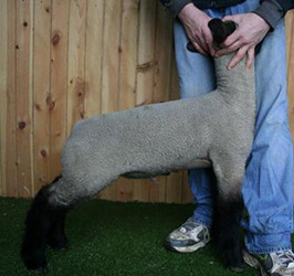 Online Sheep Sale Results - Show Stock Planet