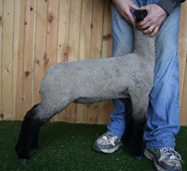 Online Sheep Sale Results - Show Stock Planet