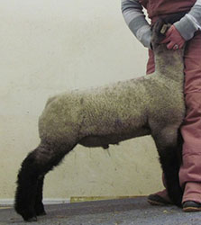 Online Sheep Sale Results - Show Stock Planet