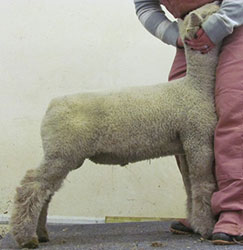 Online Sheep Sale Results - Show Stock Planet