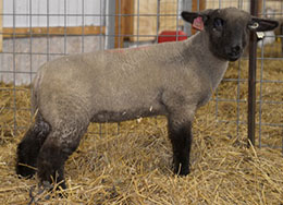 Online Sheep Sale Results - Show Stock Planet