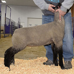 Online Sheep Sale Results - Show Stock Planet