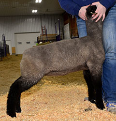 Online Sheep Sale Results - Show Stock Planet