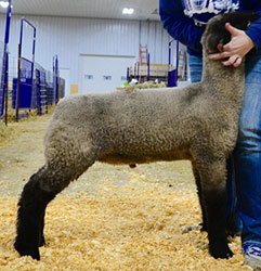 Online Sheep Sale Results - Show Stock Planet