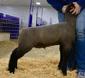 Online Sheep Sale Results - Show Stock Planet