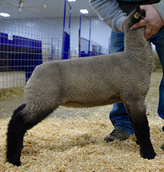 Online Sheep Sale Results - Show Stock Planet