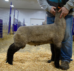 Online Sheep Sale Results - Show Stock Planet