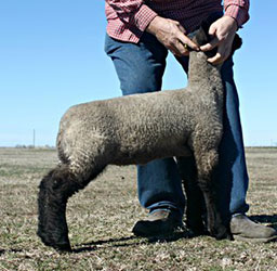 Online Sheep Sale Results - Show Stock Planet