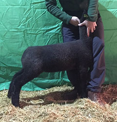 Online Sheep Sale Results - Show Stock Planet