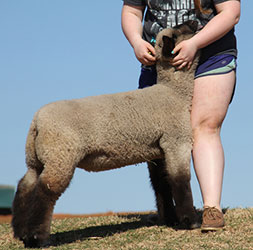 Online Sheep Sale Results - Show Stock Planet