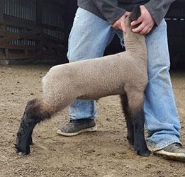 Online Sheep Sale Results - Show Stock Planet