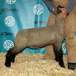 Online Sheep Sale Results - Show Stock Planet