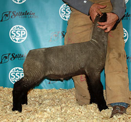 Online Sheep Sale Results - Show Stock Planet