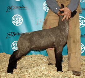 Online Sheep Sale Results - Show Stock Planet