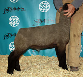 Online Sheep Sale Results - Show Stock Planet