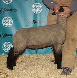 Online Sheep Sale Results - Show Stock Planet