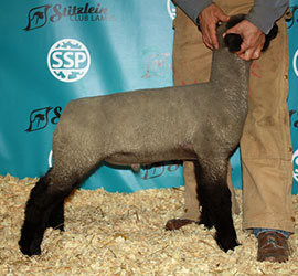 Online Sheep Sale Results - Show Stock Planet