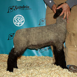 Online Sheep Sale Results - Show Stock Planet