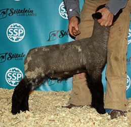 Online Sheep Sale Results - Show Stock Planet