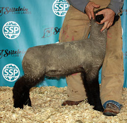 Online Sheep Sale Results - Show Stock Planet