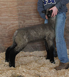 Online Sheep Sale Results - Show Stock Planet