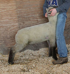 Online Sheep Sale Results - Show Stock Planet