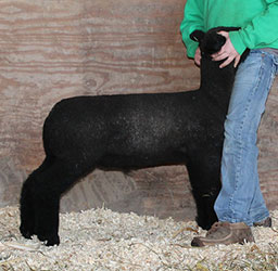 Online Sheep Sale Results - Show Stock Planet