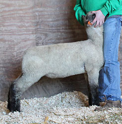 Online Sheep Sale Results - Show Stock Planet