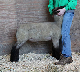 Online Sheep Sale Results - Show Stock Planet