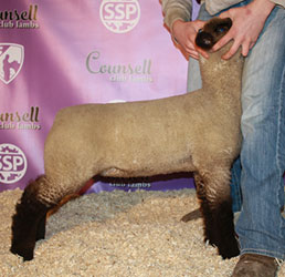 Online Sheep Sale Results - Show Stock Planet