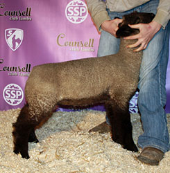 Online Sheep Sale Results - Show Stock Planet