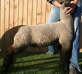 Online Sheep Sale Results - Show Stock Planet