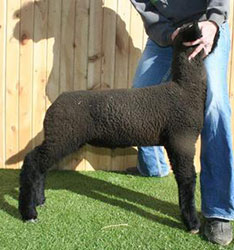 Online Sheep Sale Results - Show Stock Planet