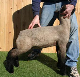 Online Sheep Sale Results - Show Stock Planet