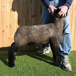 Online Sheep Sale Results - Show Stock Planet