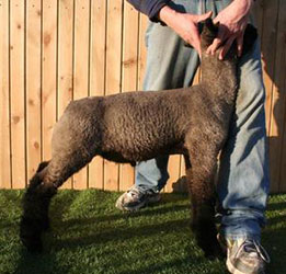 Online Sheep Sale Results - Show Stock Planet