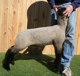 Online Sheep Sale Results - Show Stock Planet