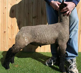 Online Sheep Sale Results - Show Stock Planet