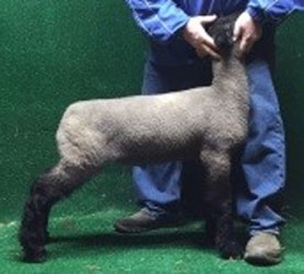 Online Sheep Sale Results - Show Stock Planet