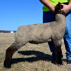 Online Sheep Sale Results - Show Stock Planet