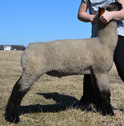 Online Sheep Sale Results - Show Stock Planet