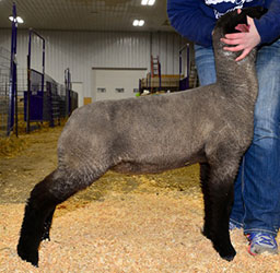 Online Sheep Sale Results - Show Stock Planet