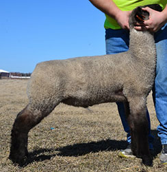 Online Sheep Sale Results - Show Stock Planet