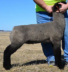 Online Sheep Sale Results - Show Stock Planet