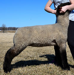 Online Sheep Sale Results - Show Stock Planet